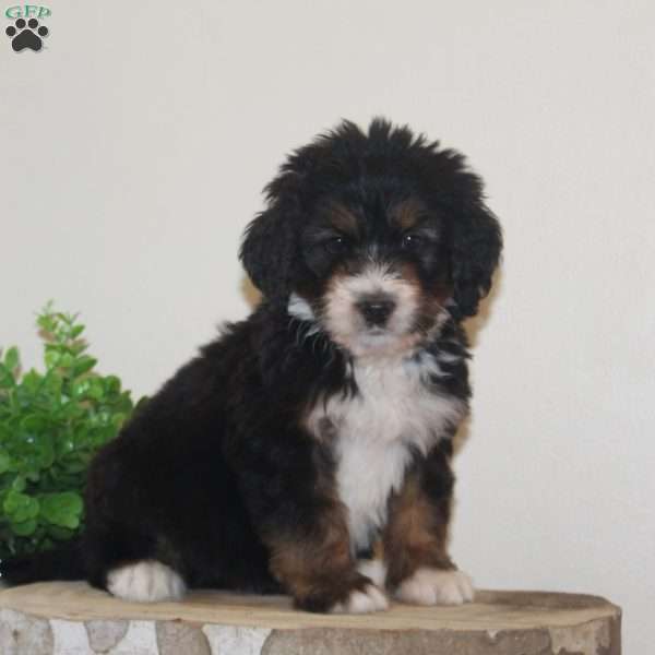 Ice cream, Bernedoodle Puppy